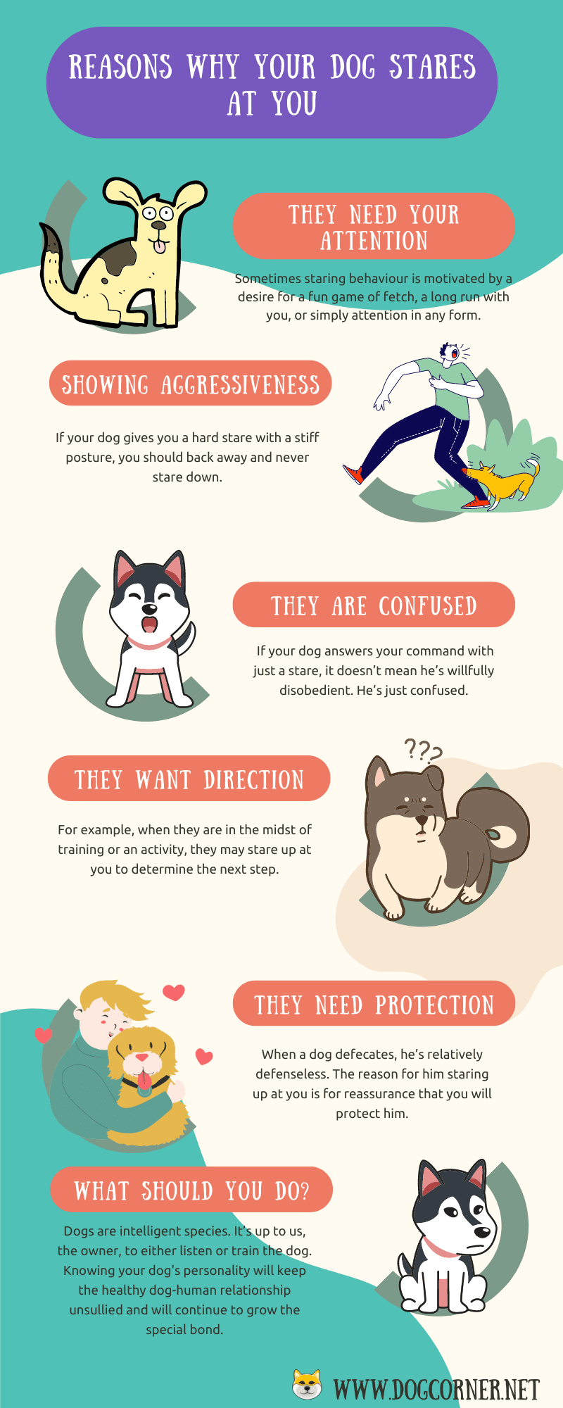 reasons Why Your Dog Stares At You
