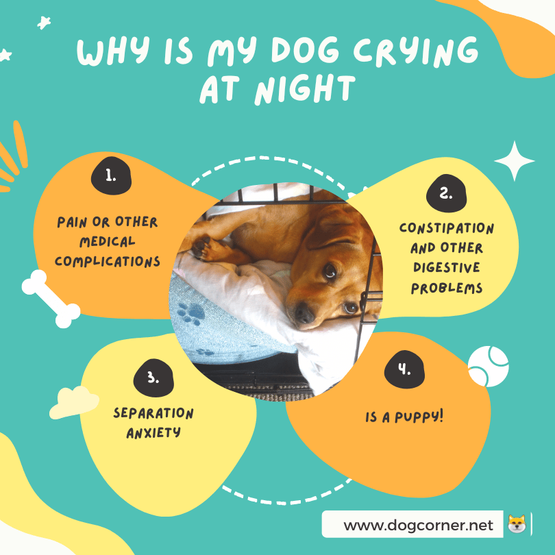 Reasons Why Is My Dog Crying at Night