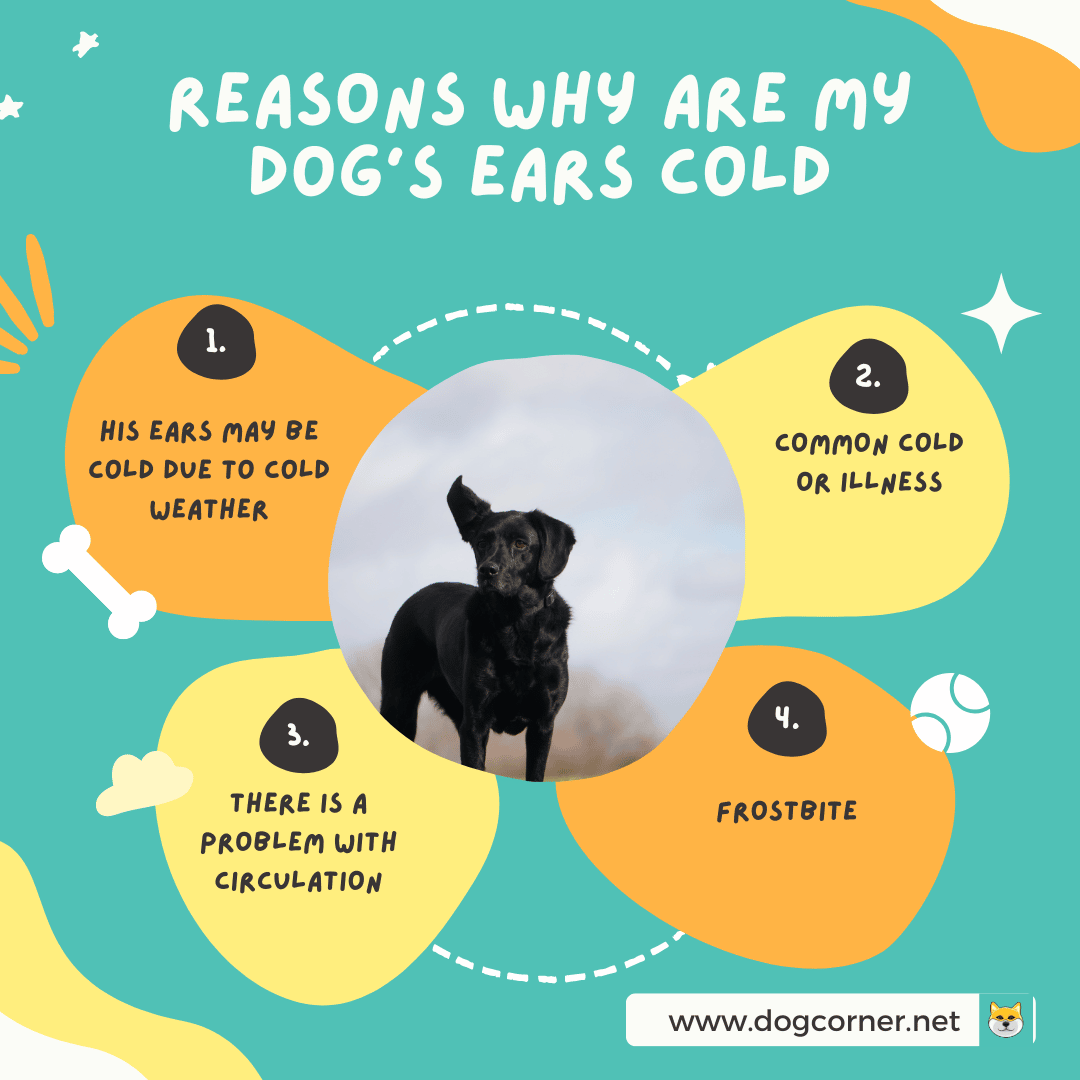 Reasons Why Are My Dog’s Ears Cold