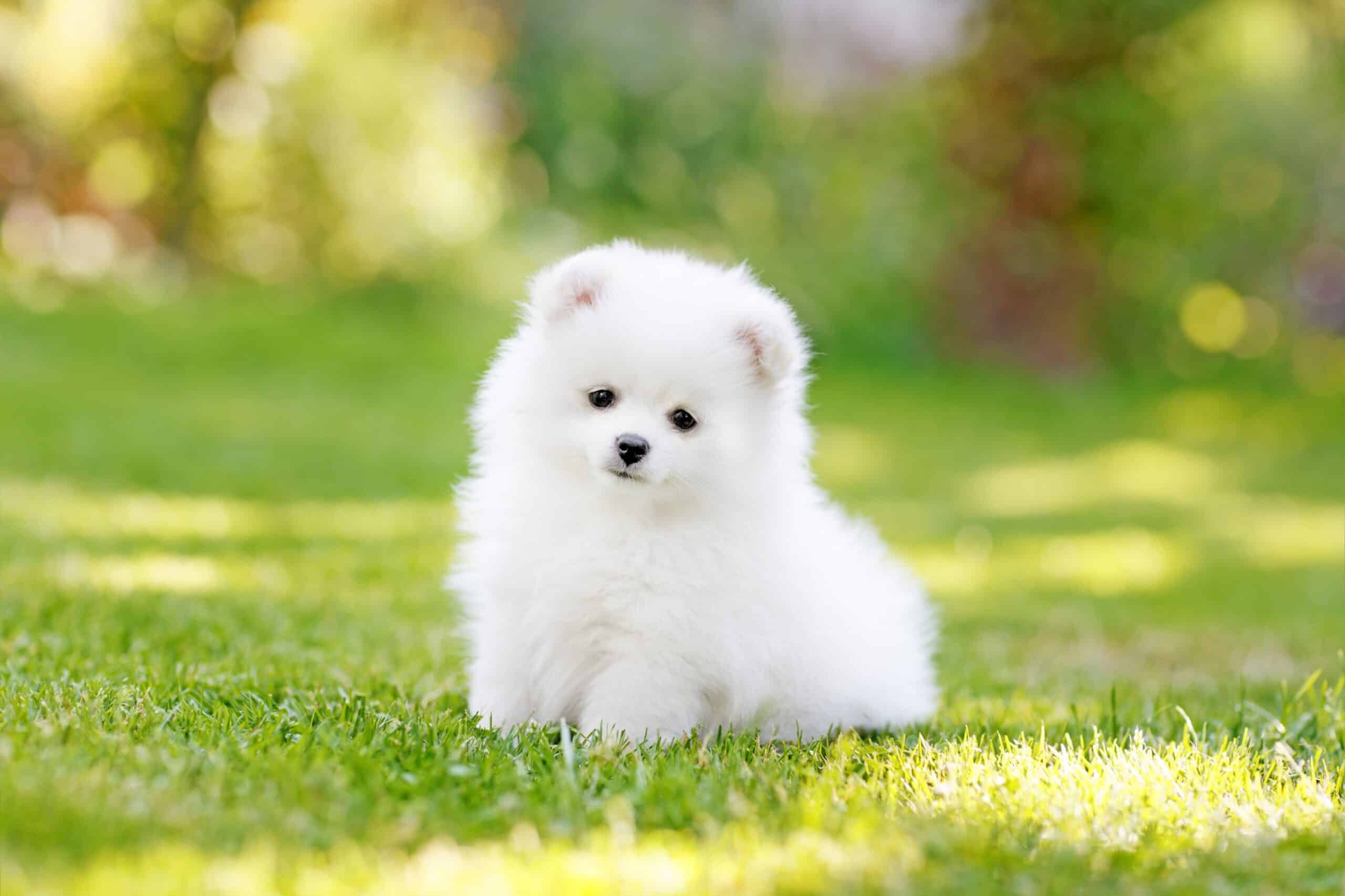 Pomeranian 