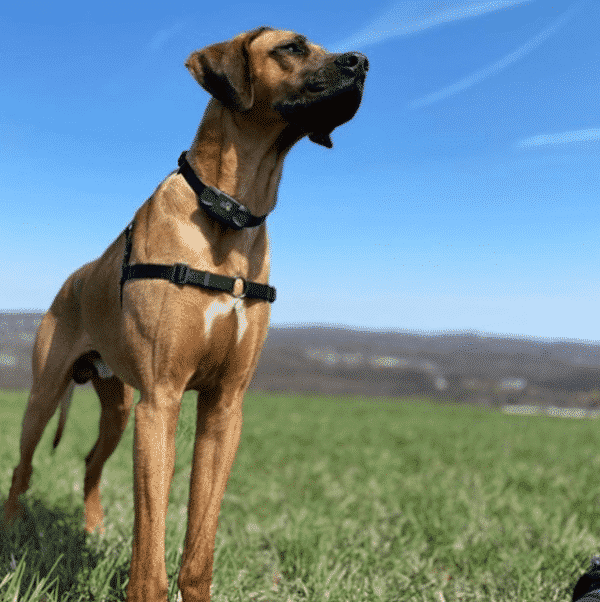 Dog Care Training Collar