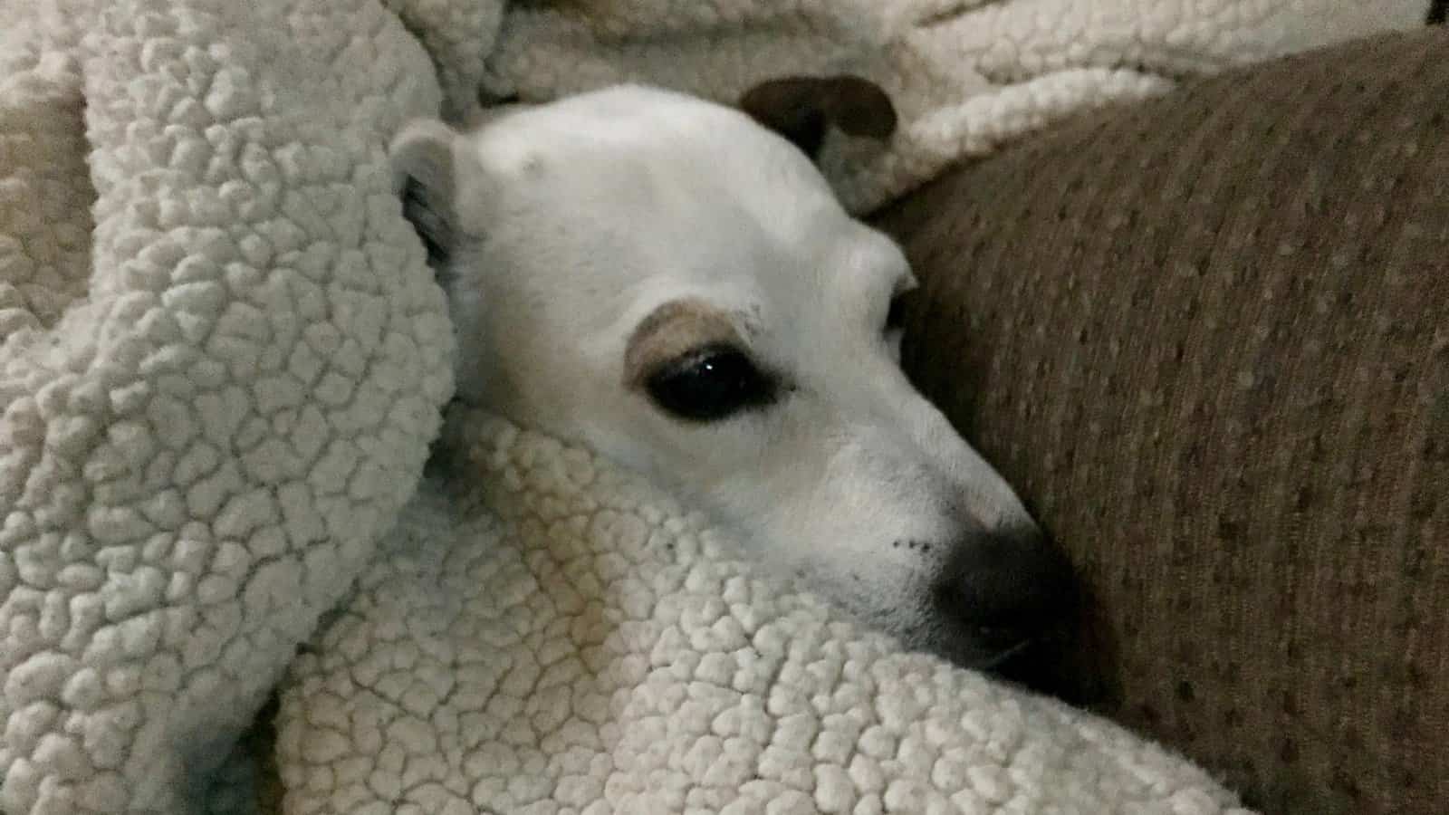 Help My Dog Traumatized by Fireworks