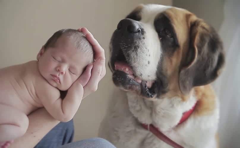 My Dog So Obsessed With The Newborn Baby