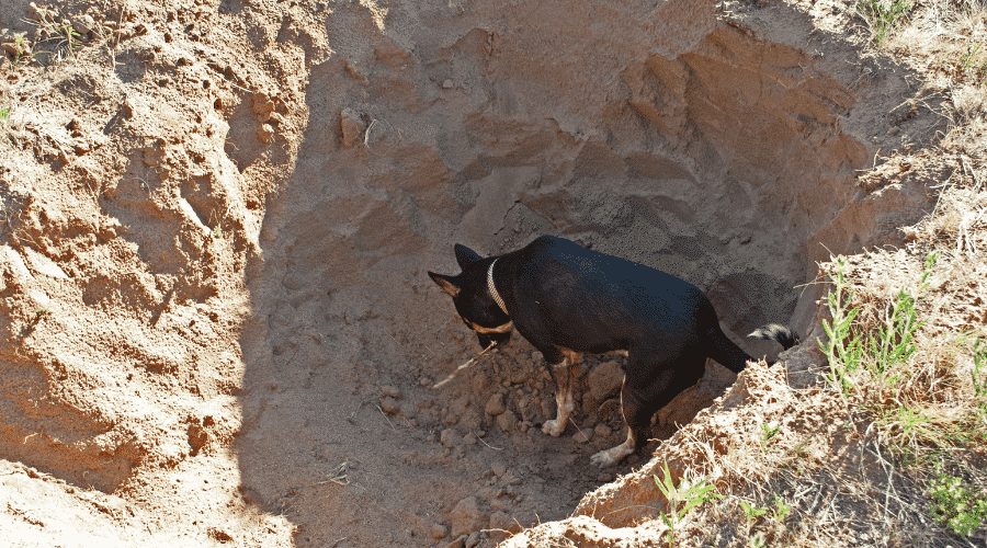 Why Do Dogs Bury Bones?