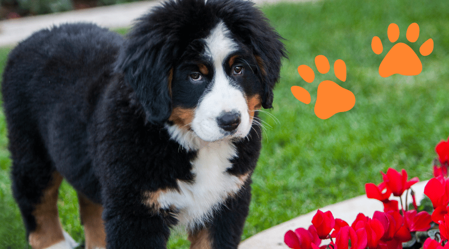 Bernese Mountain Dog