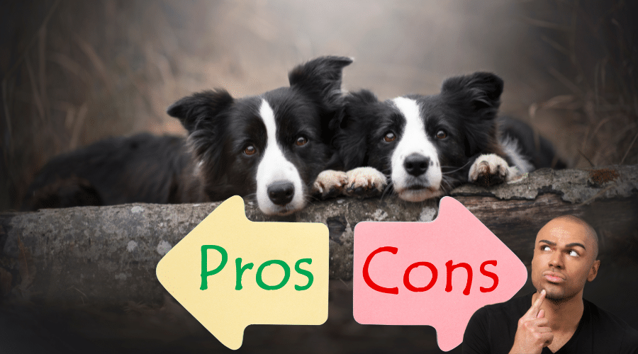 Border Collies good indoor dogs