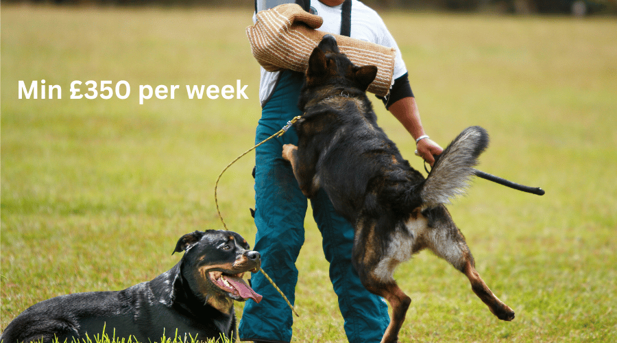The Cost Of Schutzhund 