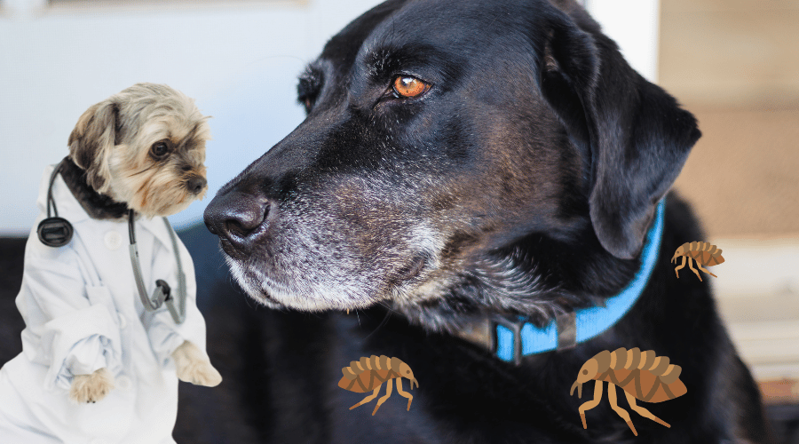 Dogs Still Get Fleas With Seresto