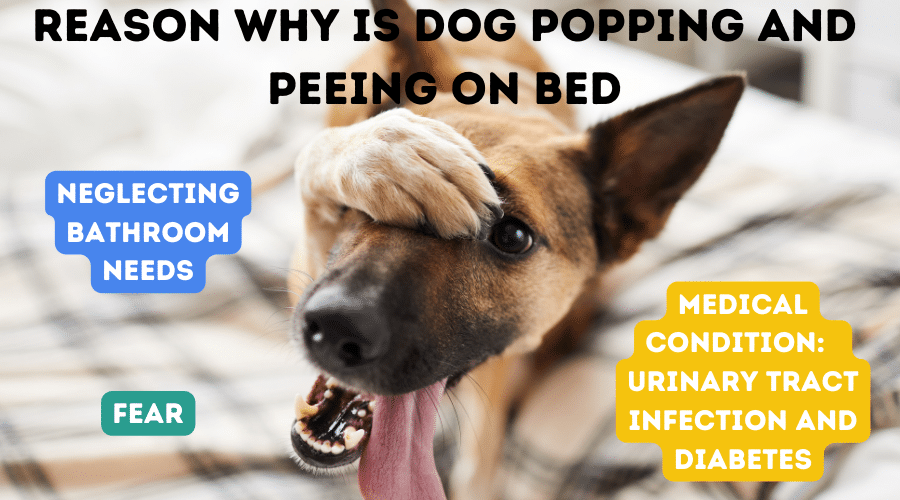 Reason Why Is Dog Popping And Peeing On Bed