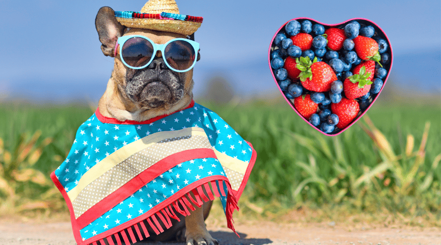 French Bulldogs Health Issues