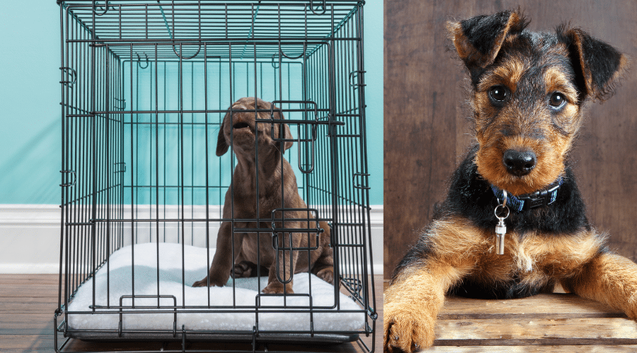 Crate Your Pet While At Work