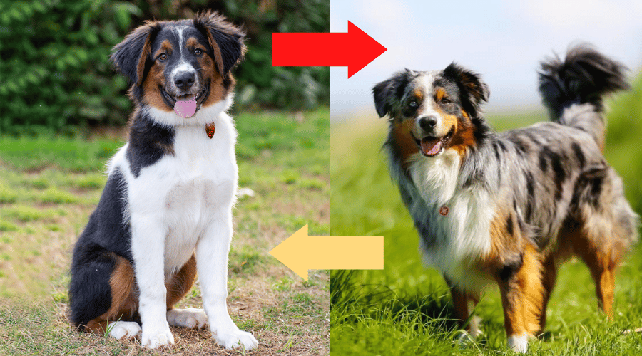 English Shepherd vs Australian Shepherd