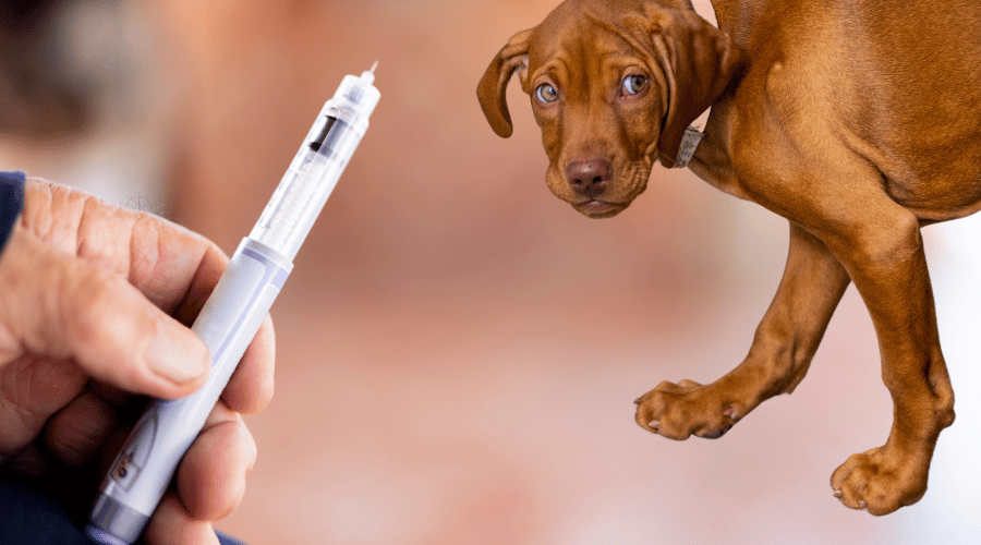 Dog Yelps When Given Insulin