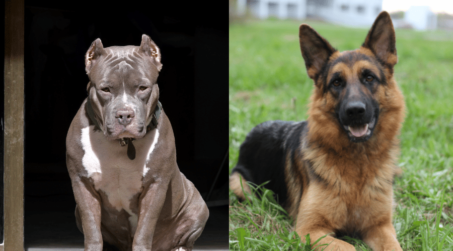 German Shepherd And Pitbull Fight