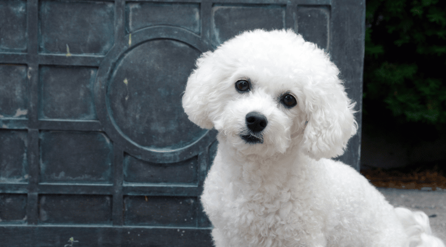 Bichon Frise. Firendliest dog breed