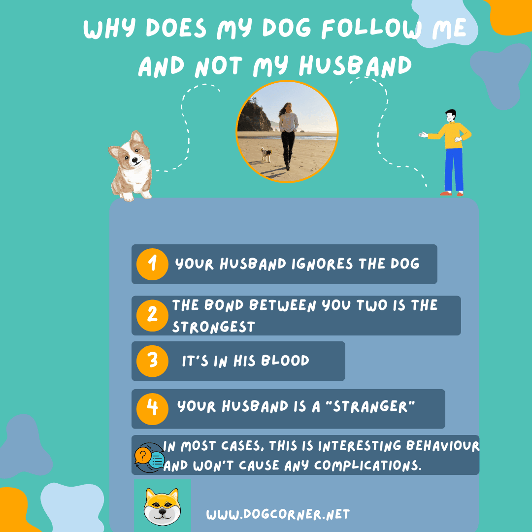 Why Does my Dog Follow Me And Not my Husband