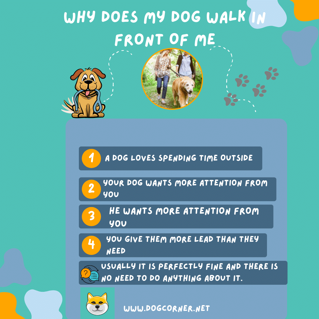 Why Does My Dog Walk In Front Of Me