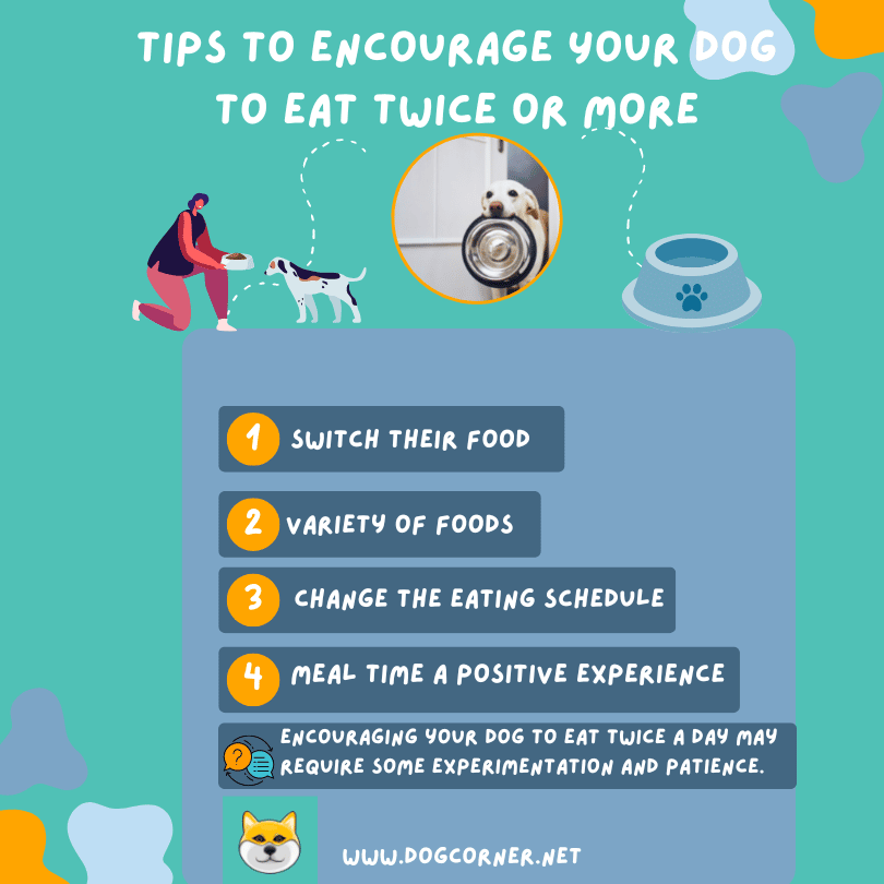 Encourage Your Dog To Eat Twice