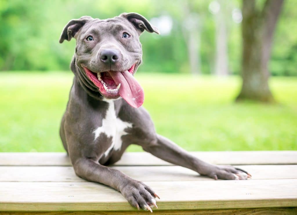 pitbull lifespan
