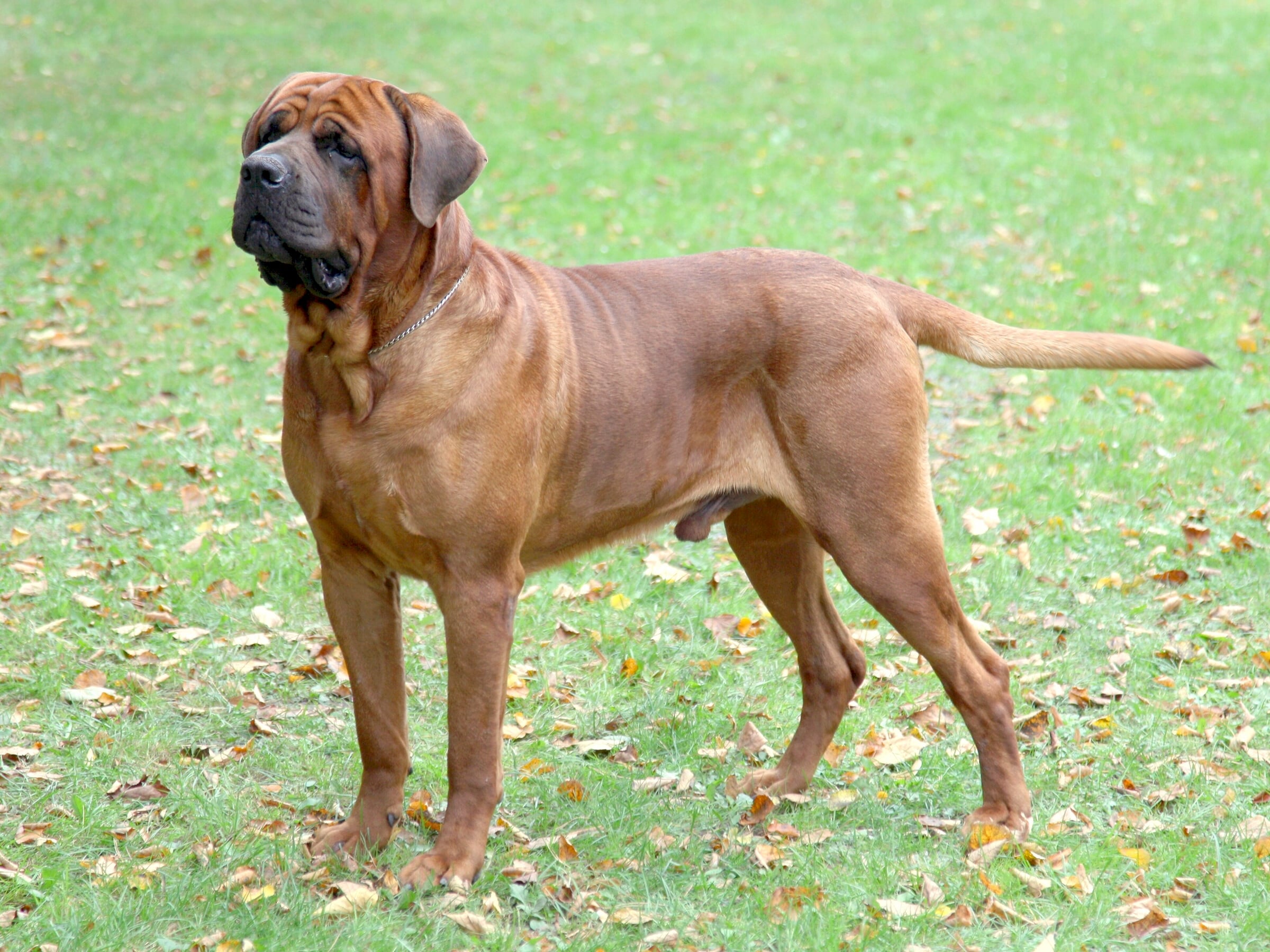 tosa inu Japanese dog breed