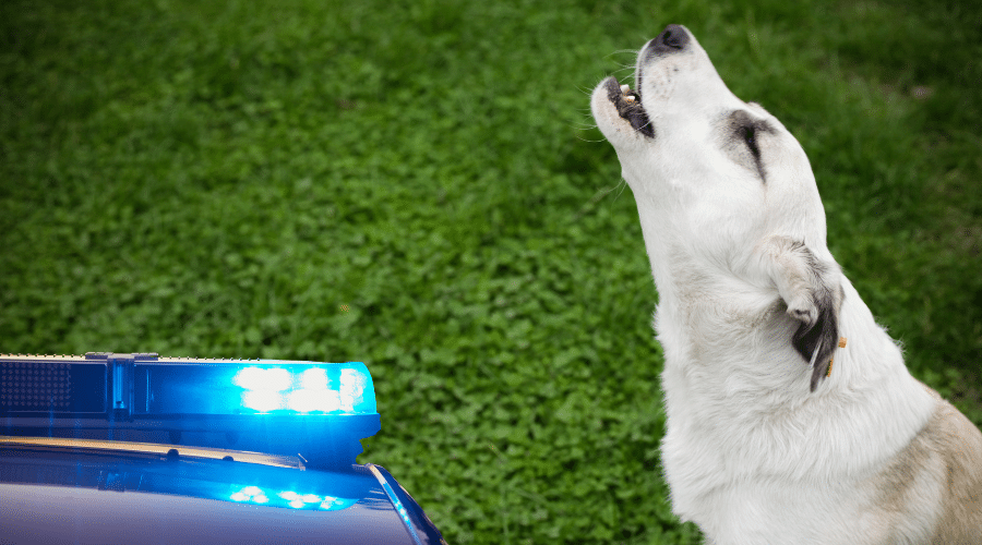 Why Do Dogs Howl At Sirens