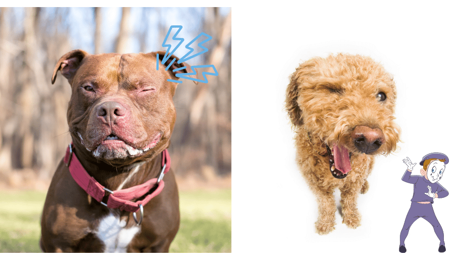 Why Do Dogs Will Wink