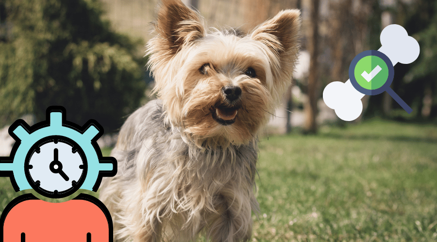 How Long Do Yorkies Live