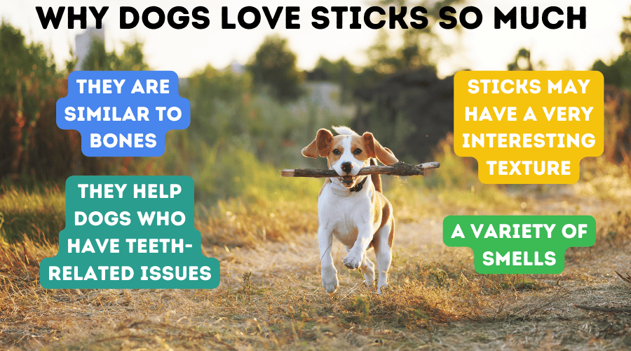 Here’s Why Dogs Love Sticks So Much