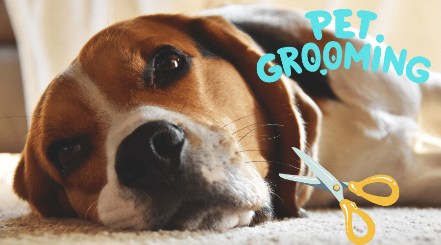 Trimming Dog Whiskers