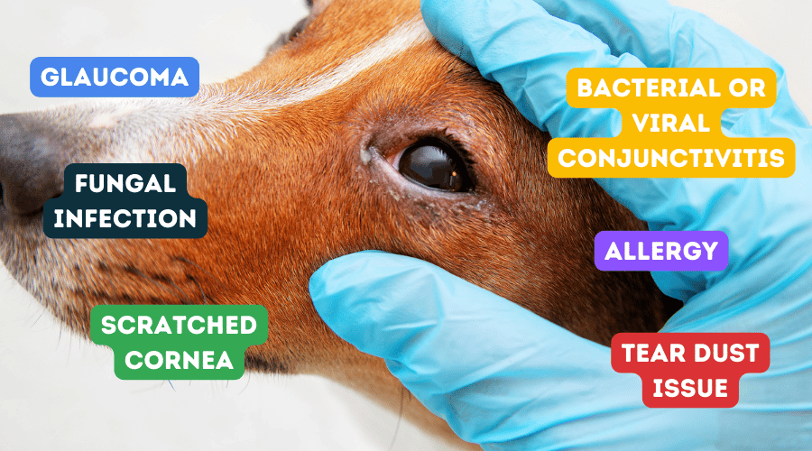 Why are the eyes of dogs swollen
