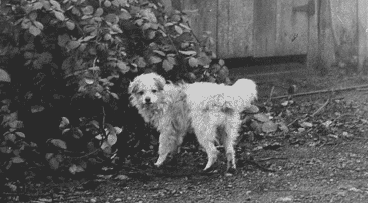 Extinct Dog Breeds