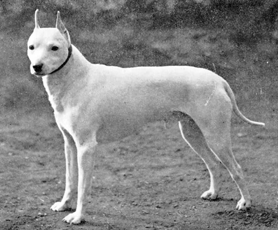 Extinct Dog Breeds