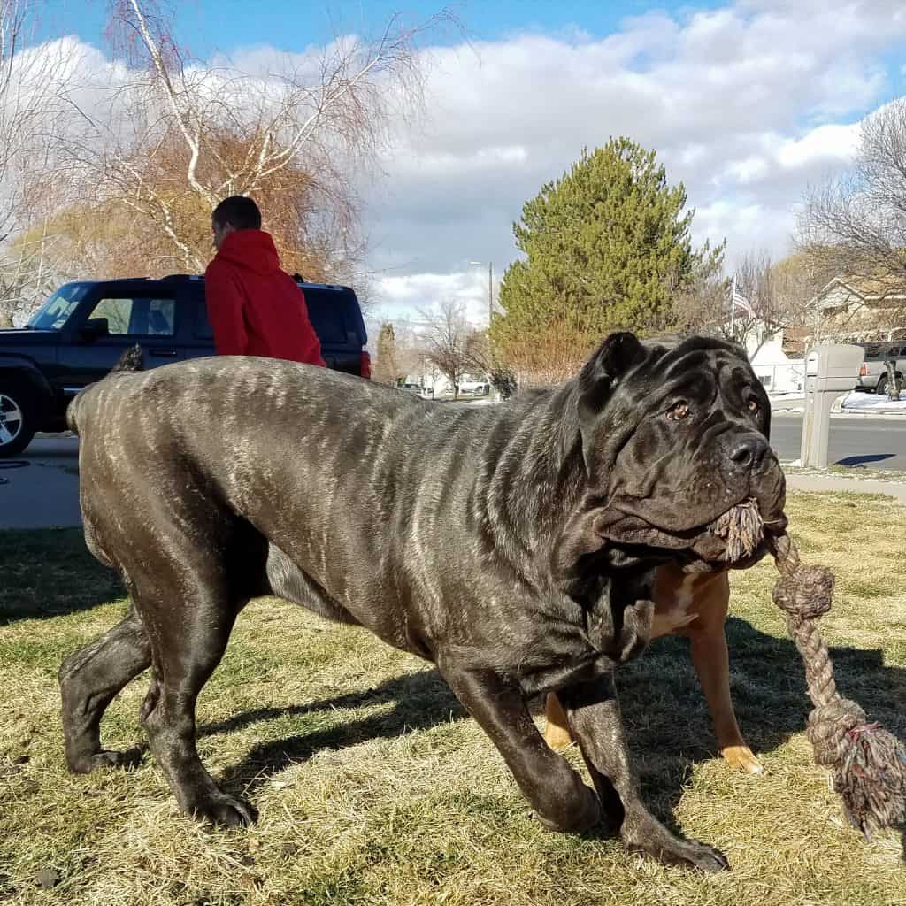 Extinct Dog Breeds
