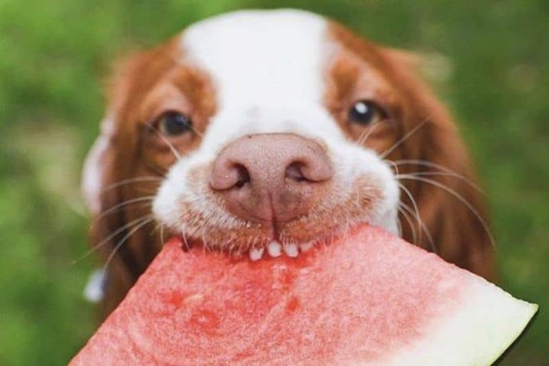 Is Watermelon Bad For Dogs