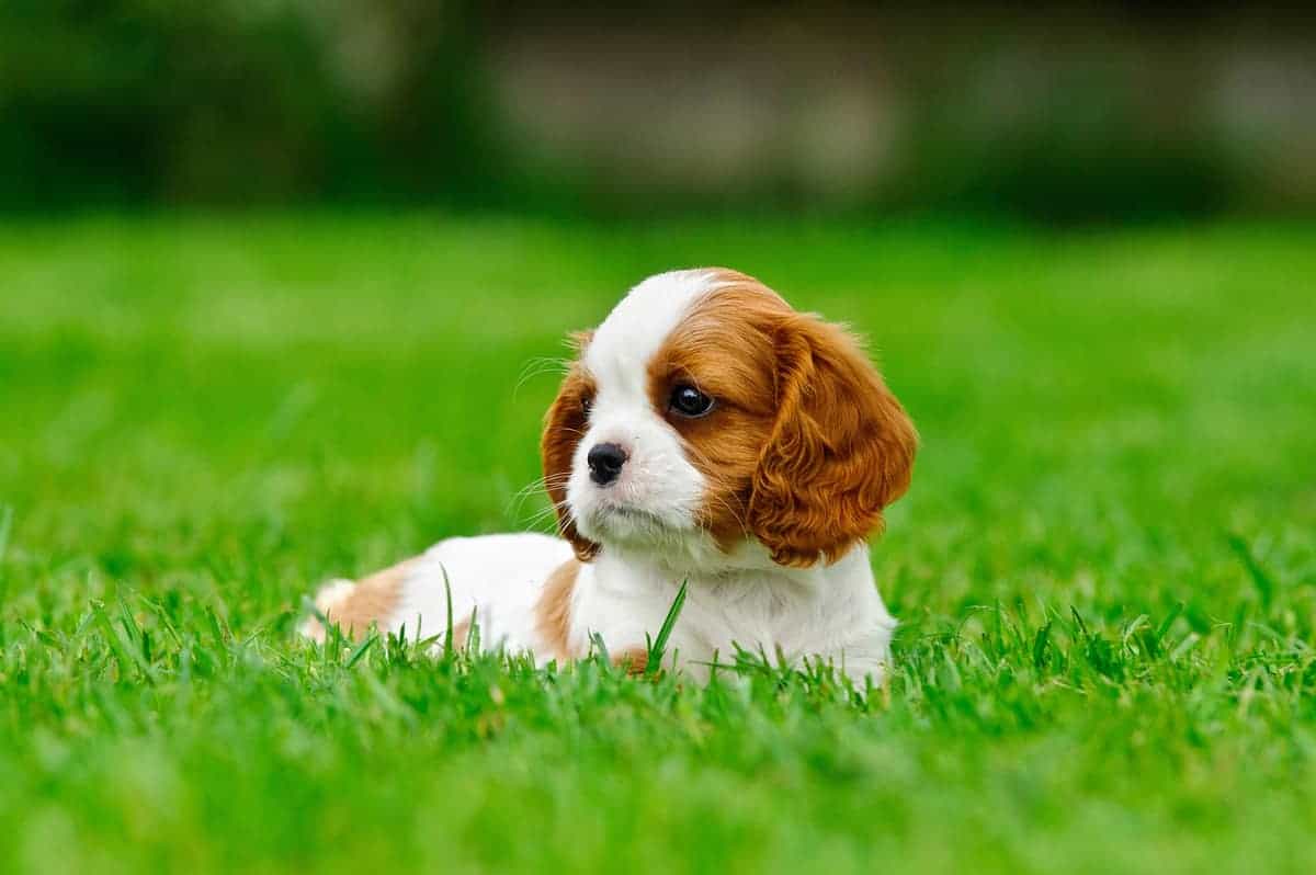 Cavalier King Charles Spaniel  puppy