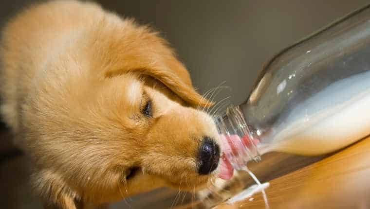 Puppies Drink Milk From Cow
