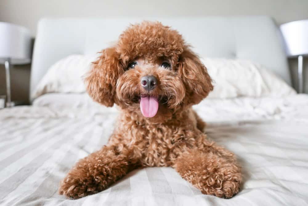 Poodle puppy