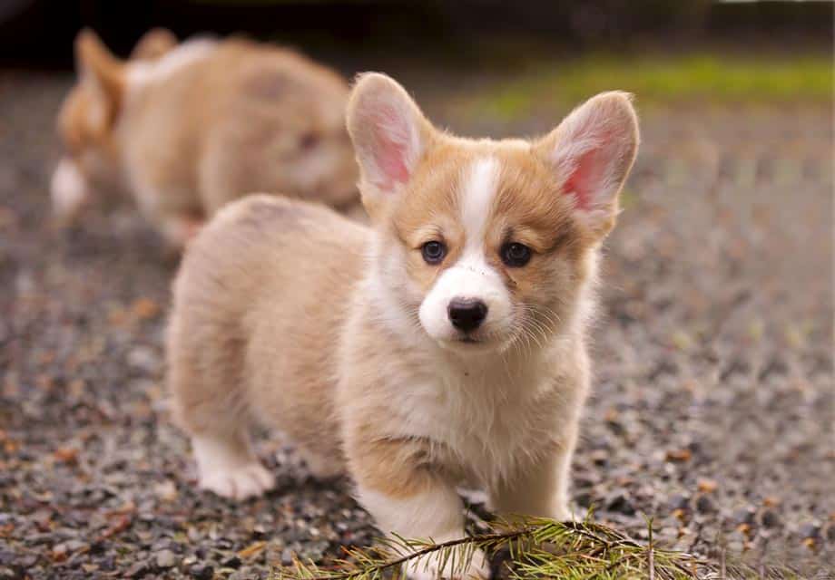 Pembroke Welsh Corgi  puppy