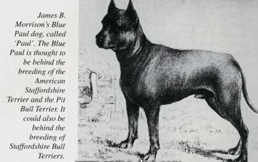 Extinct Dog Breeds