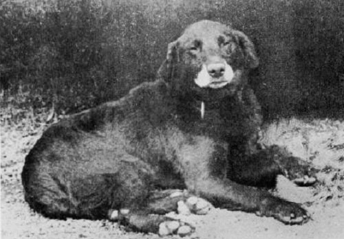 Extinct Dog Breeds
