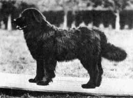 Extinct Dog Breeds