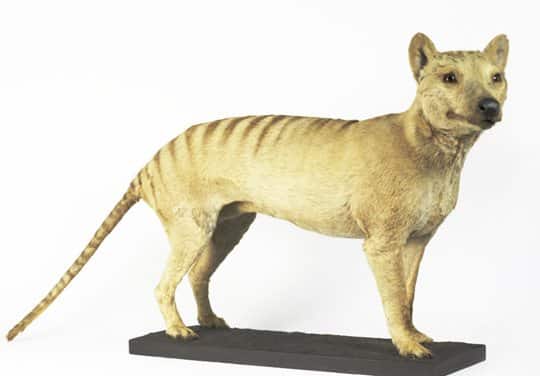 Extinct Dog Breeds
