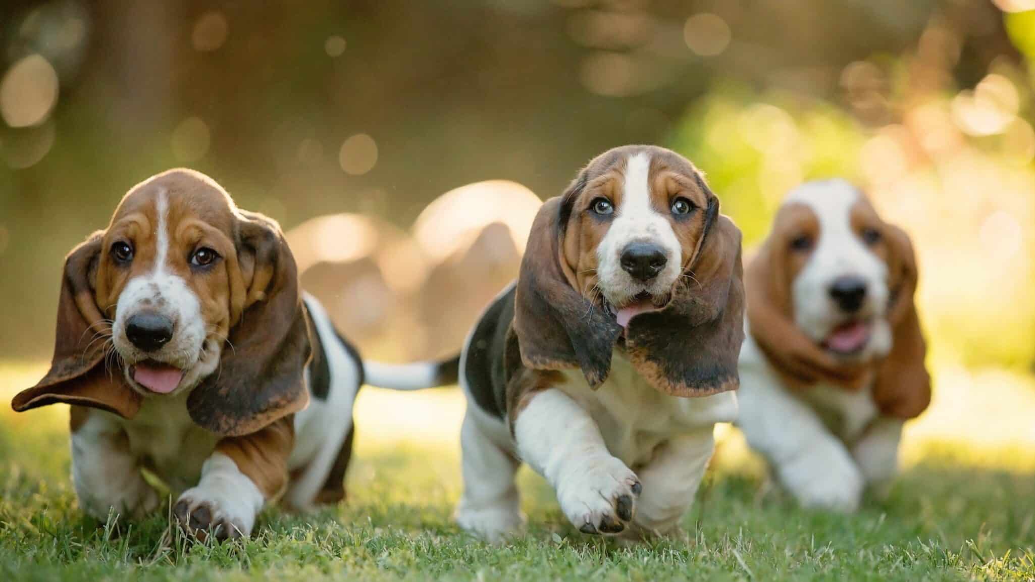 Basset Hound  puppy