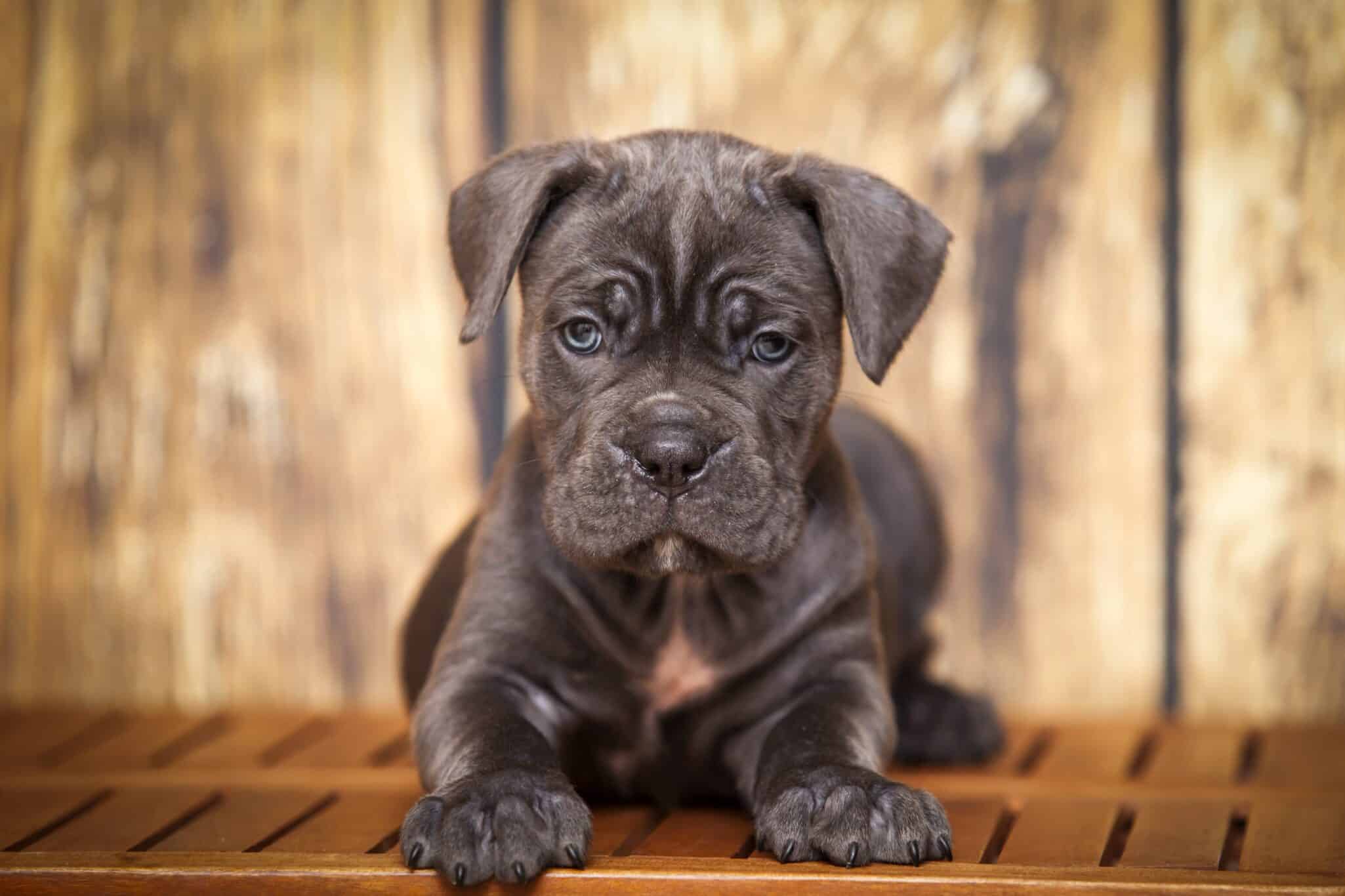 Cane Corso  puppy