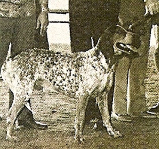 Extinct Dog Breeds