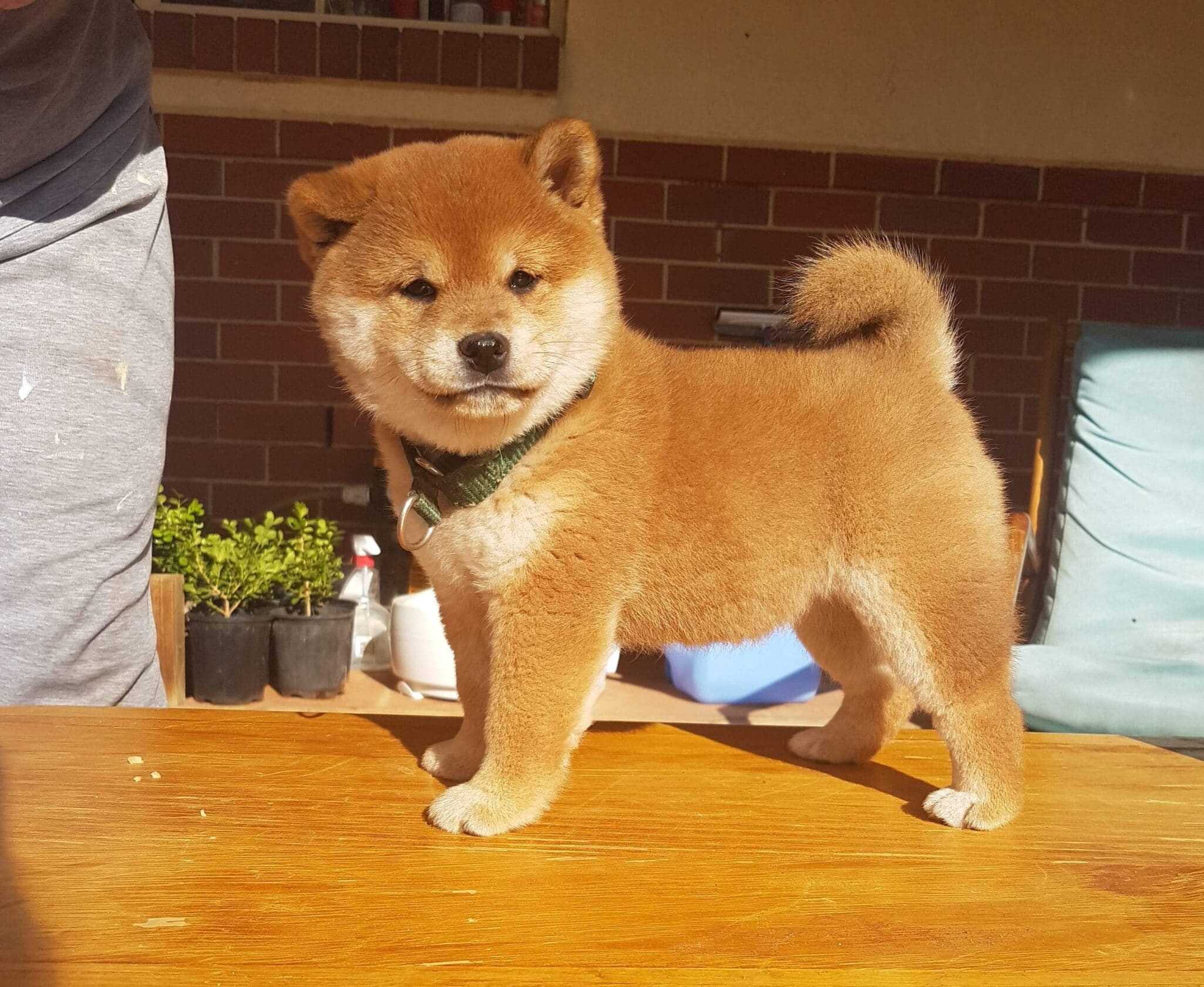 Shiba Inu  puppy