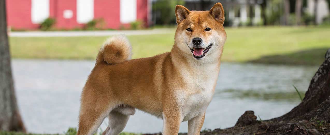 Shiba Inu Aggressive Behavior