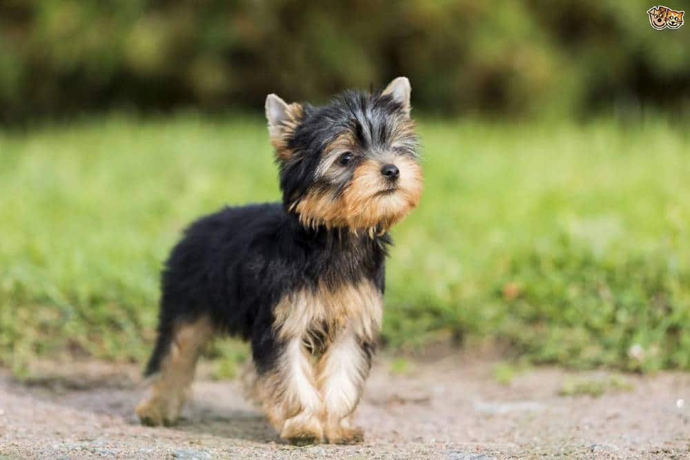 Yorkshire Terrier