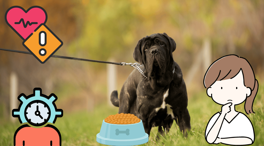 How Long Do Mastiffs Live