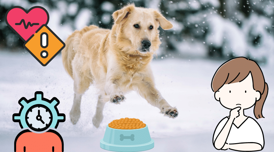 How Long Do Golden Retrievers Live